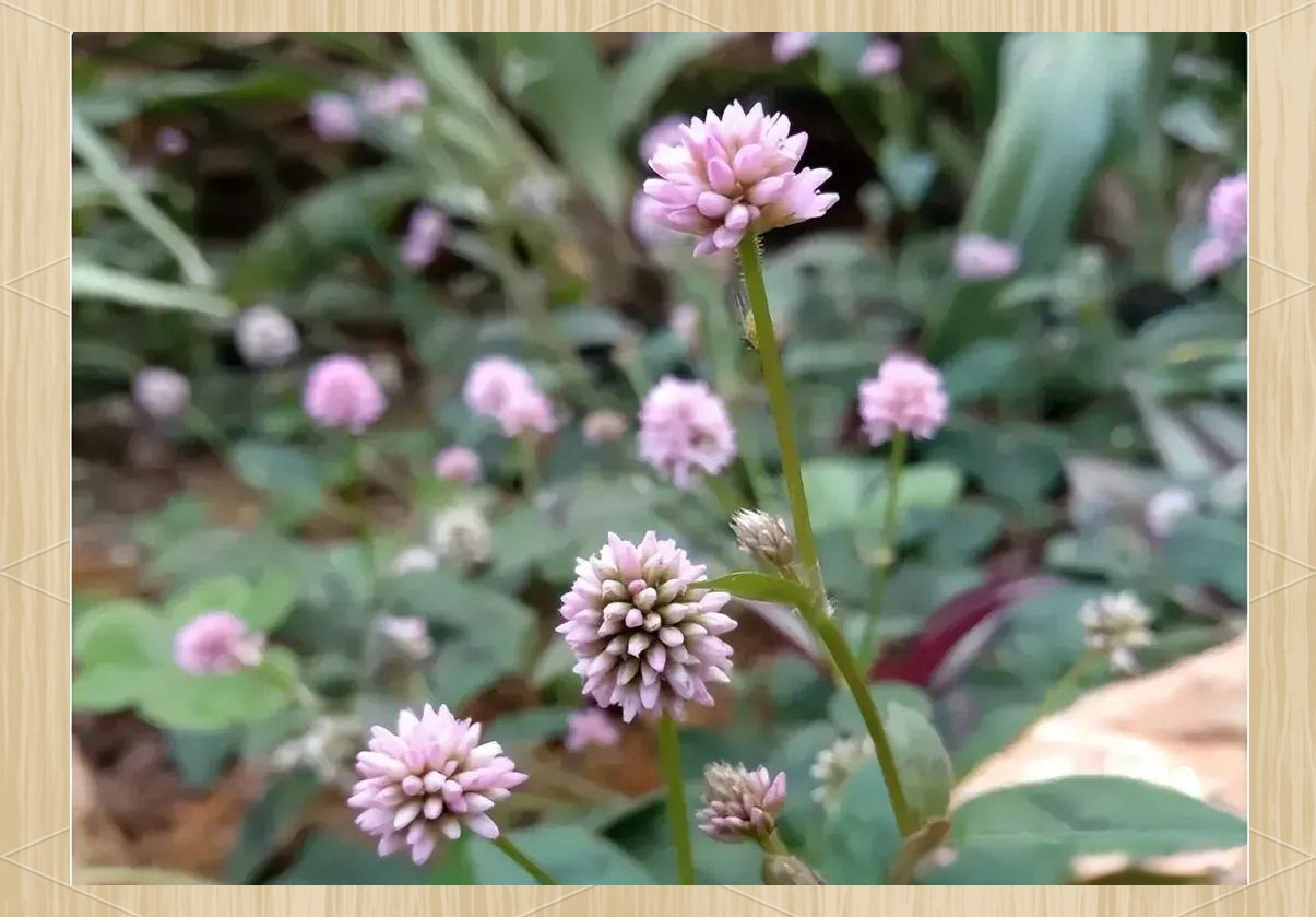 在中医的理论体系中,头花蓼被广泛用于治疗尿路结石,膀胱炎,盆腔炎