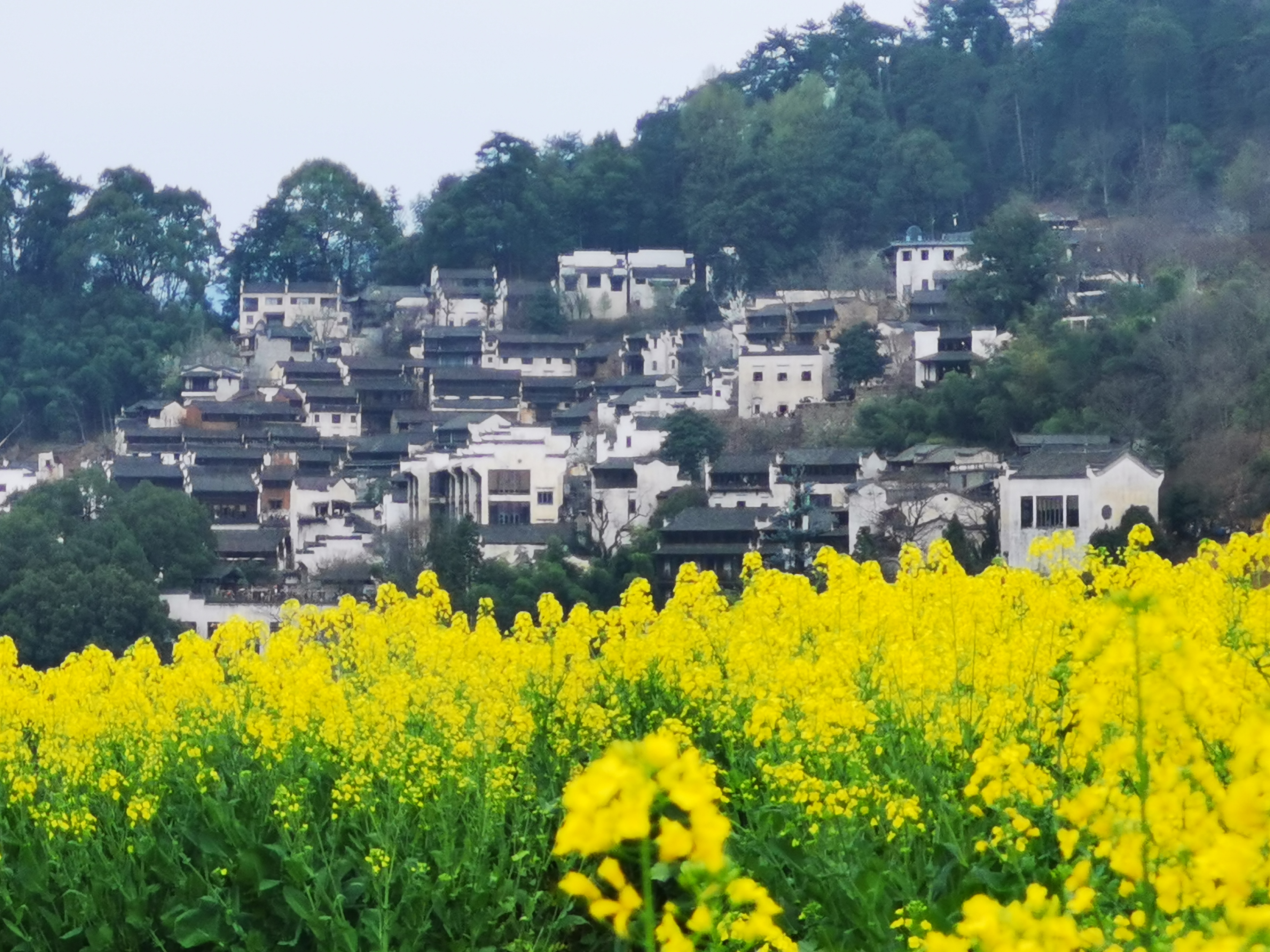 篁岭油菜花已经绽放,马上进入最佳观赏季