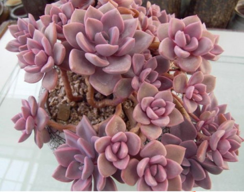 多肉品种:黛比,立田凤,大红卷绢,弗朗明哥,皮氏石莲花