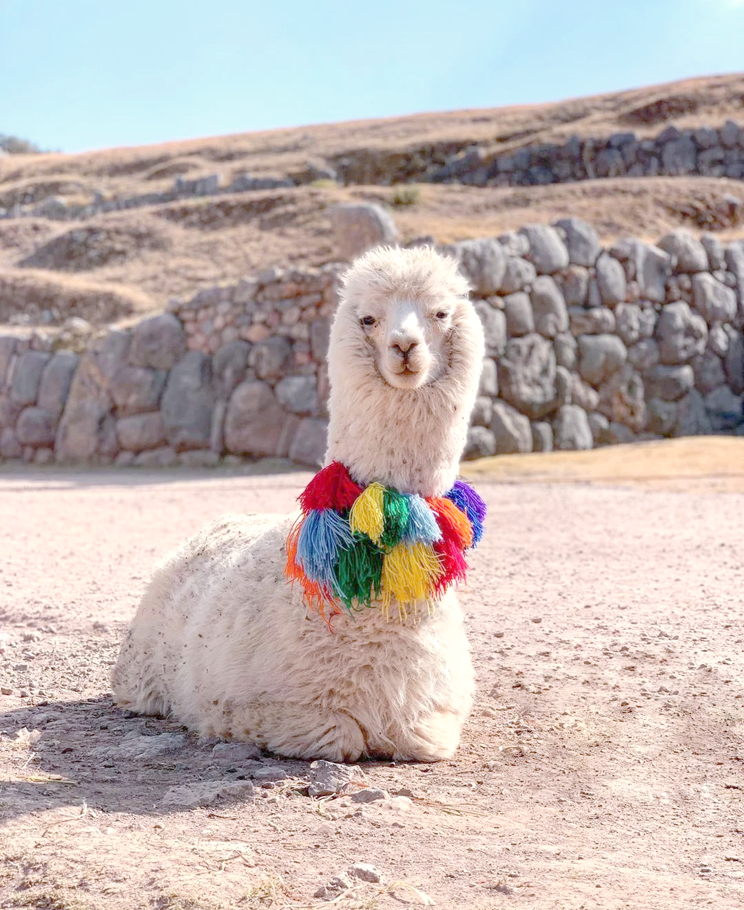 秘鲁羊驼之旅:从宠物到农场守护者的奇妙世界