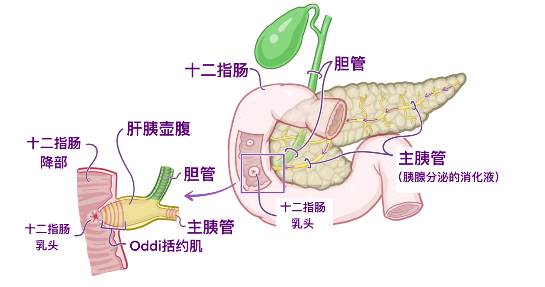 医学科普|认识我们的器官——胰腺和脾脏