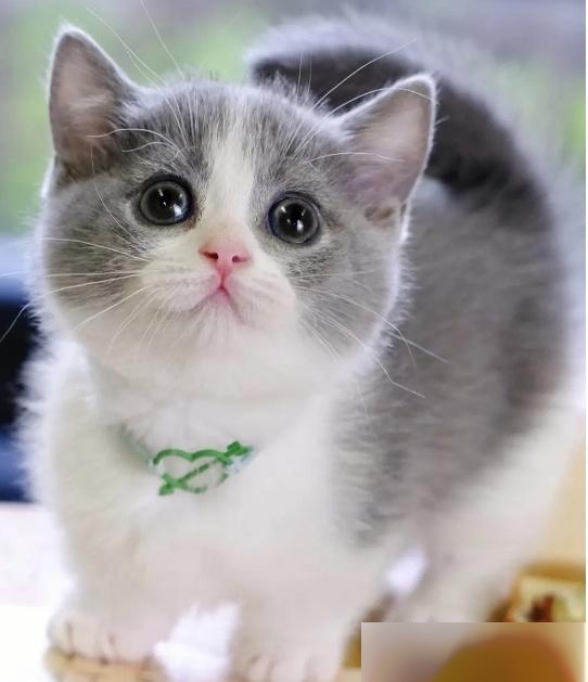 英短蓝白有哪些优点与缺点