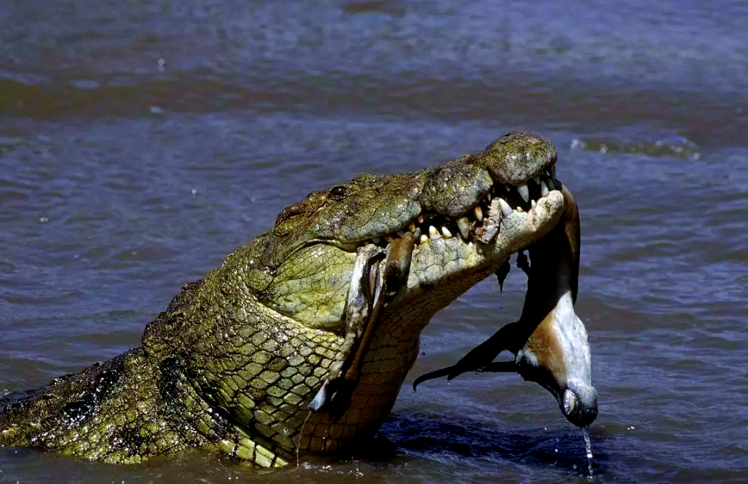 尼罗鳄,这种大型鳄鱼,以其惊人的力量和迅猛的捕食技巧而著称