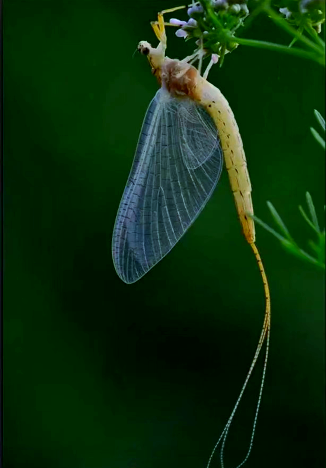 蜉蝣:古老而美丽的昆虫之旅