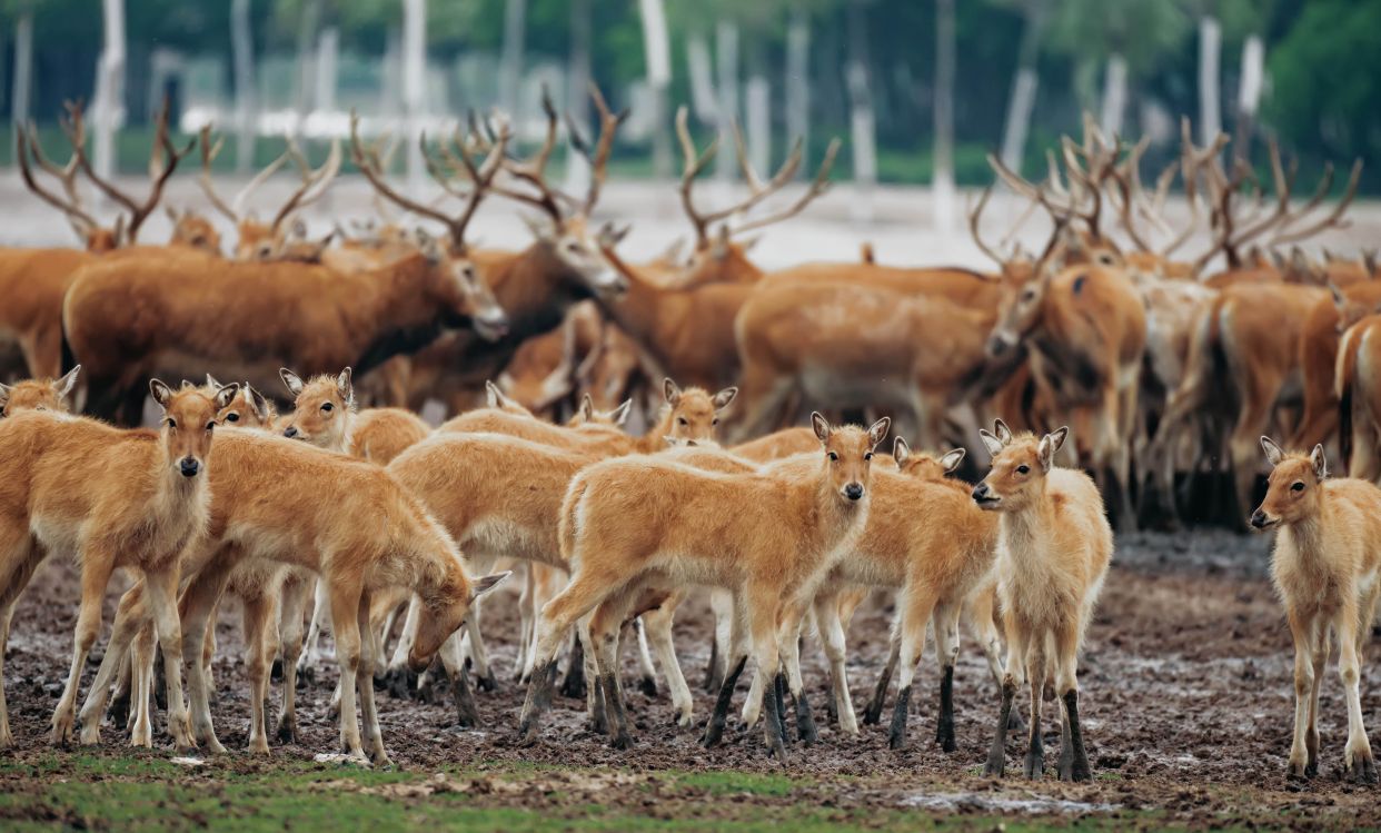 探秘盐城唯一5a景区,堪称国内绝美旅行秘境|盐城旅游攻略