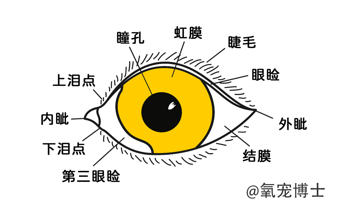 猫咪常见眼部疾病图鉴