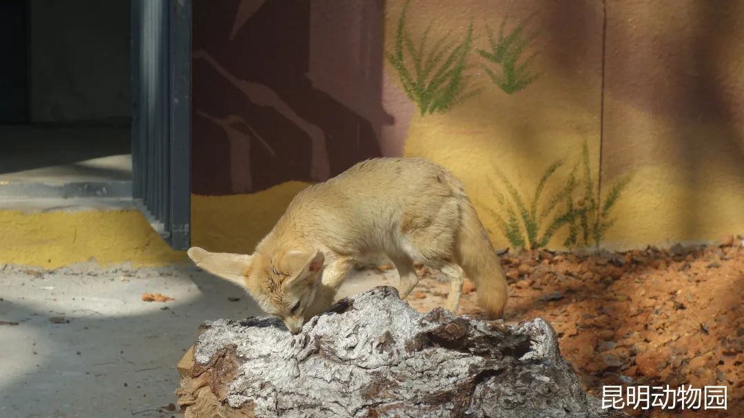 快來打卡!昆明動物園