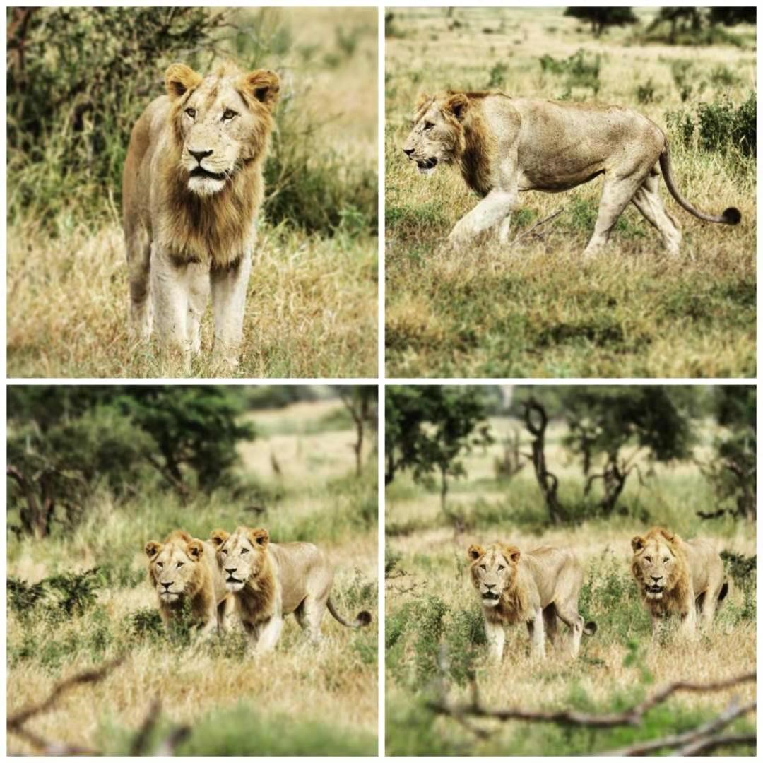 克鲁格铁血雄狮联盟时尚阿安联盟