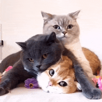 猫品种之英国短毛猫,憨厚可掬的小胖子
