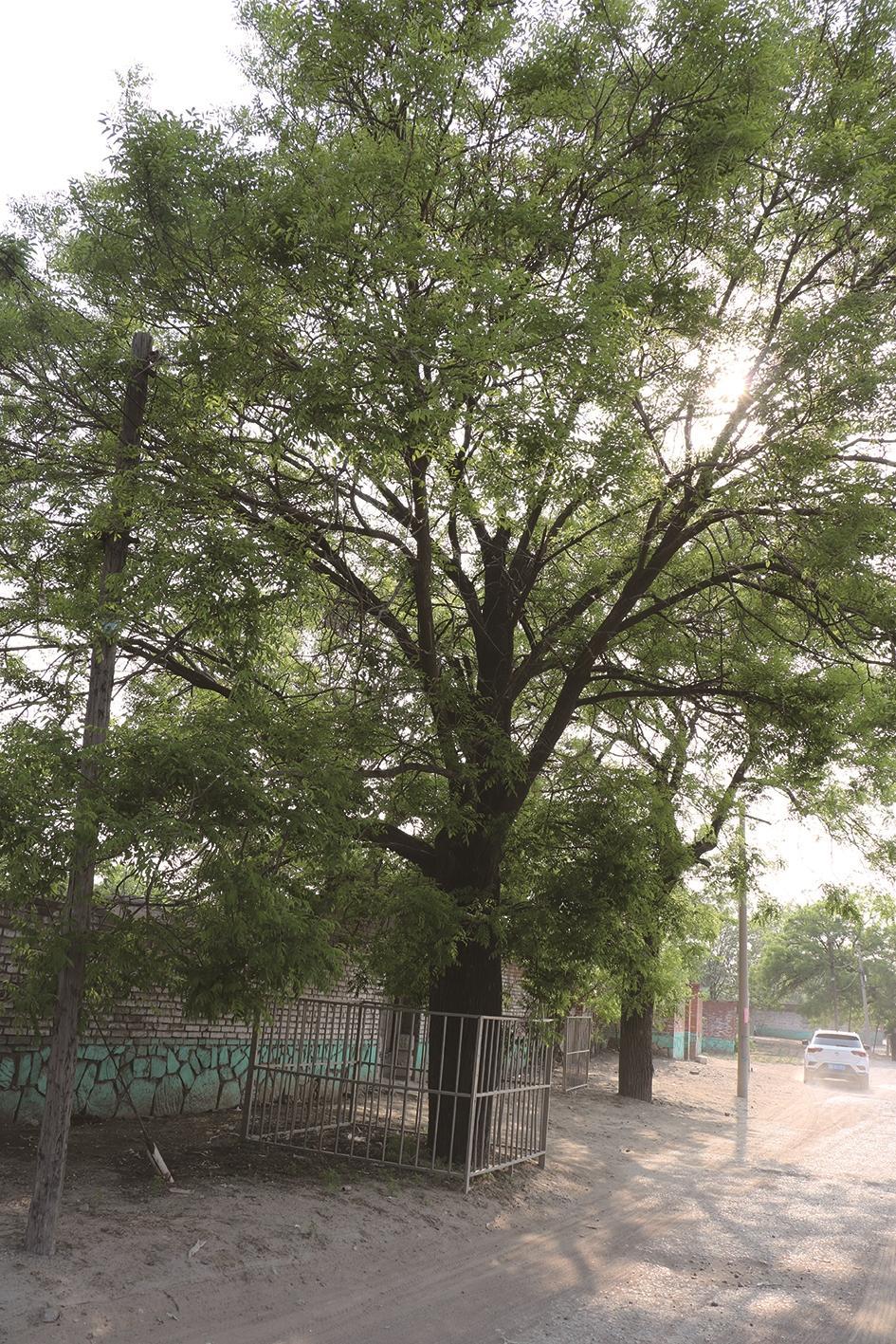 古城新韵绿意浓滦南省级森林城市创建