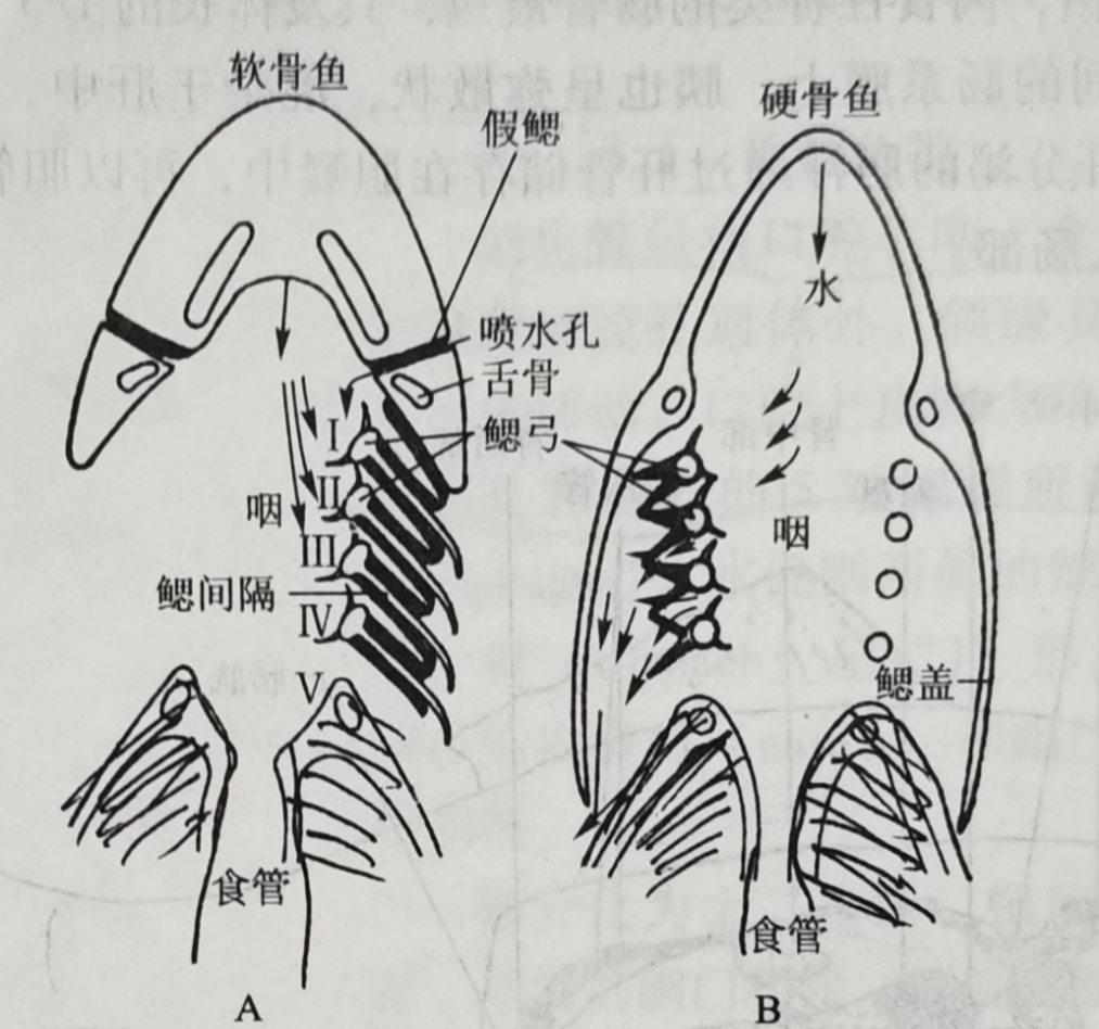 作为鱼类最重要的呼吸器官,鳃的主要特征是壁薄,气体交换面积大,毛细
