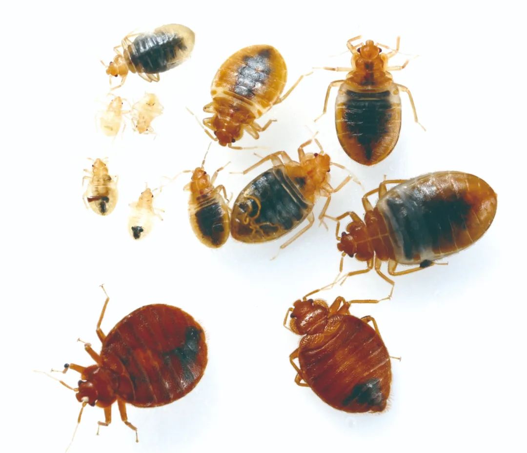 人类的吸血鬼室友——臭虫