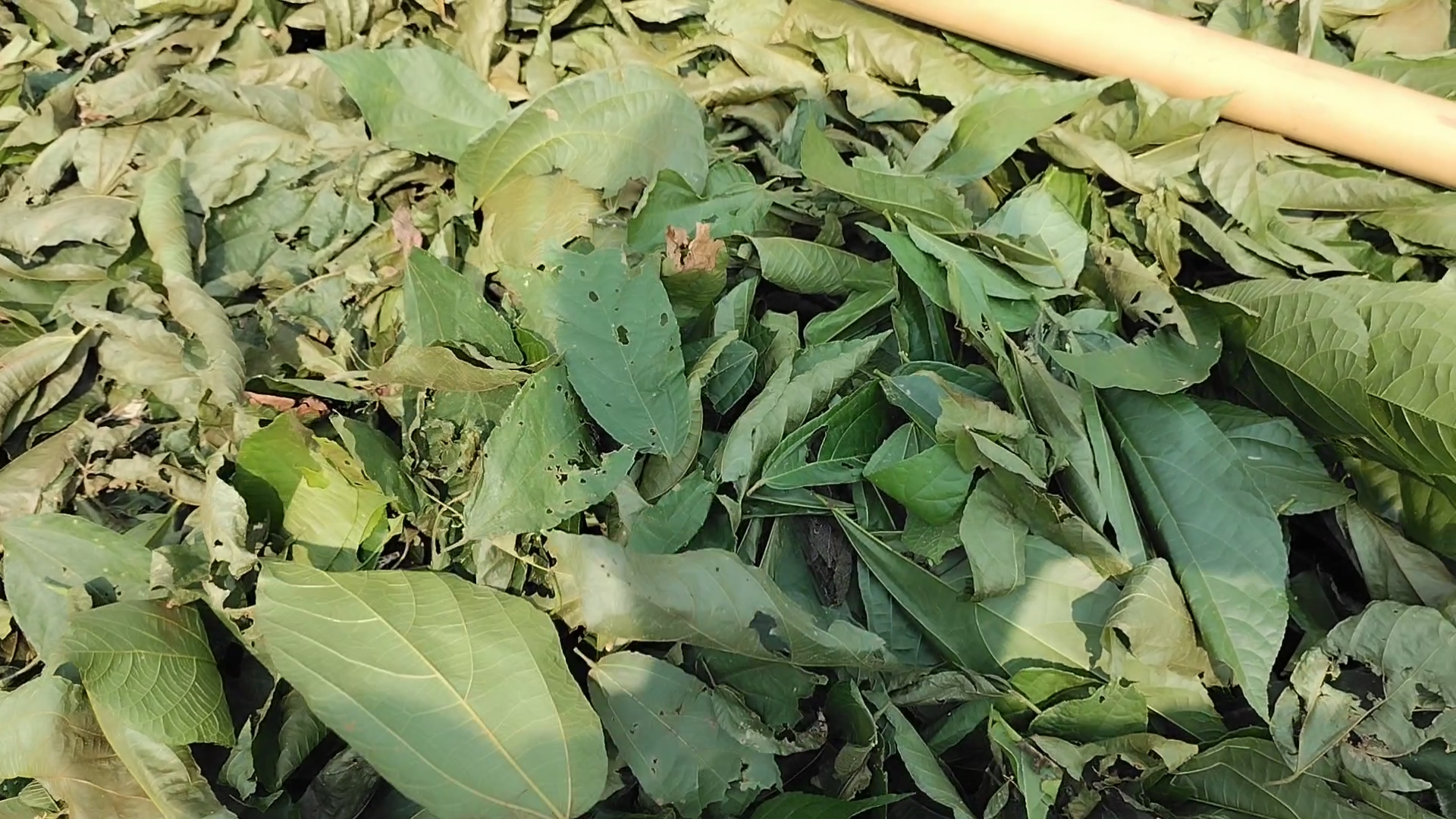 凉茶中的瑰宝;布渣叶