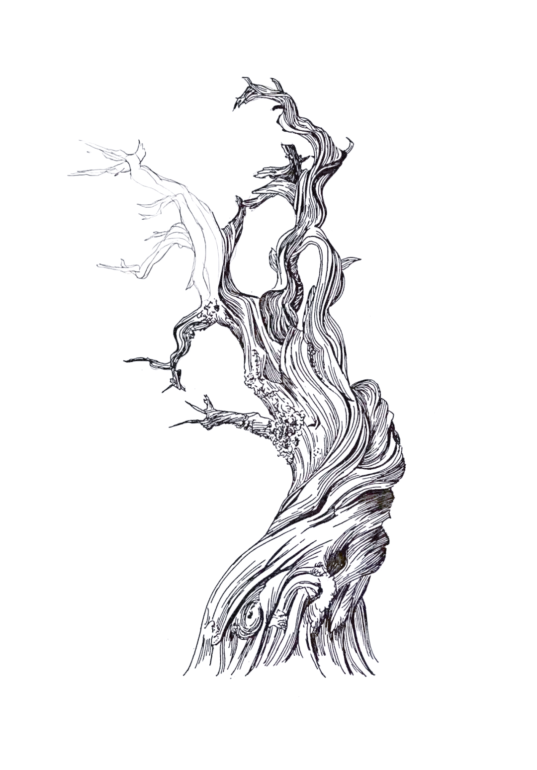 每天都会分享不同的绘画步骤,包括钢笔画,禅绕画,黑白装饰画等各类画