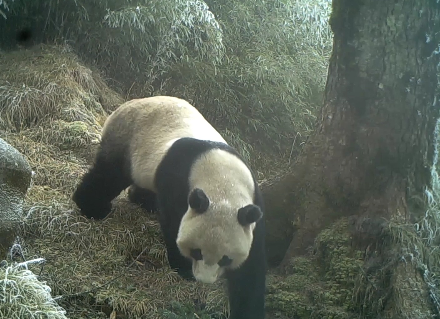 嗅树干,贴镜头,找水喝……绵阳平武野生大熊猫萌态十足