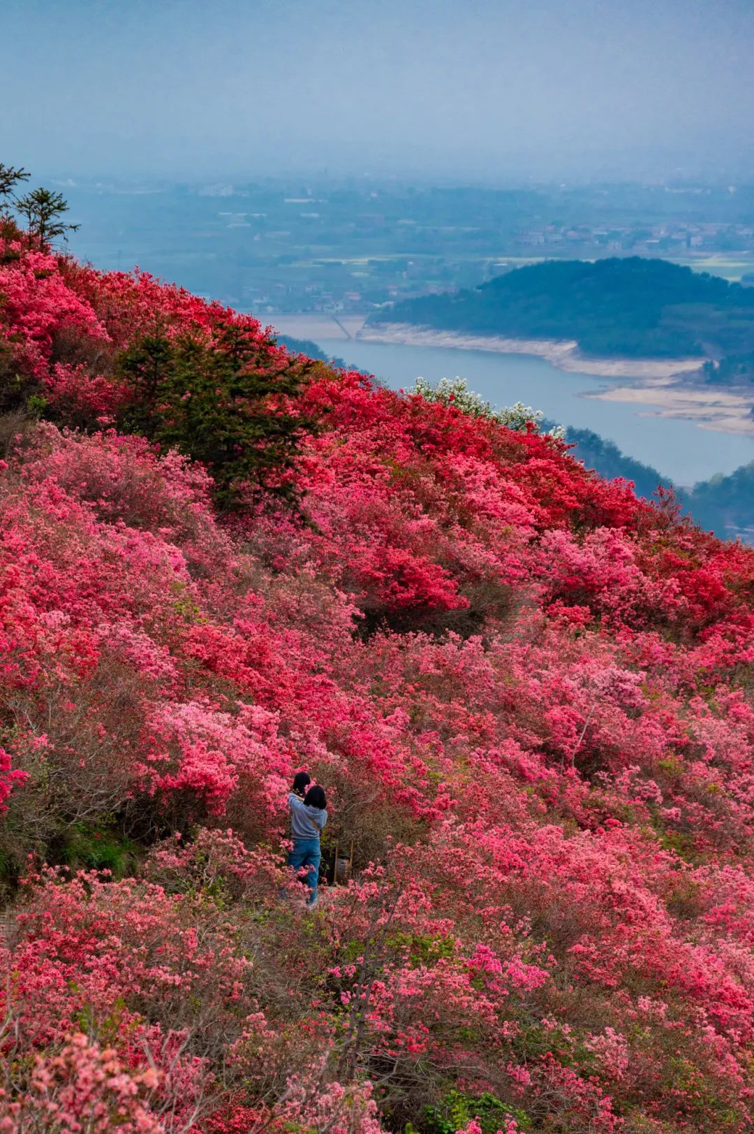 燕山红树图片图片