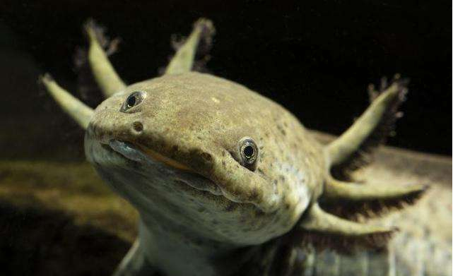 小火龙蝾螈有毒图片