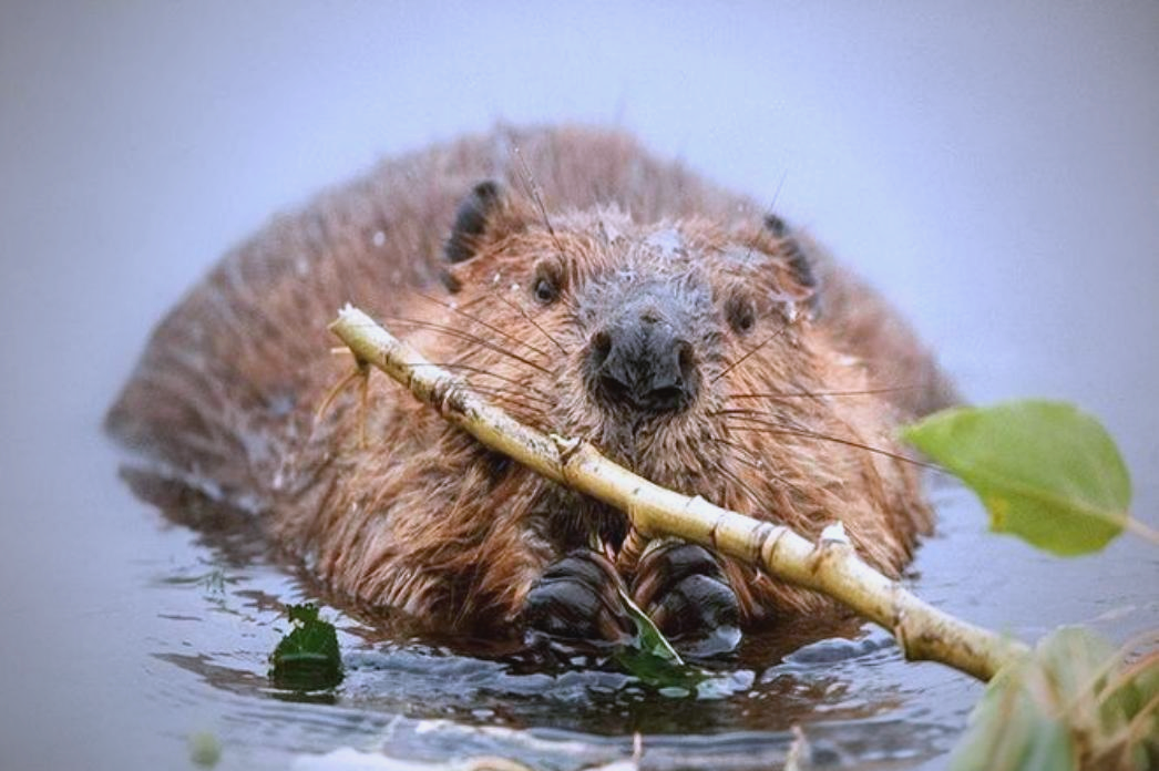 河狸:自然界中的土木工程师与濒危动物
