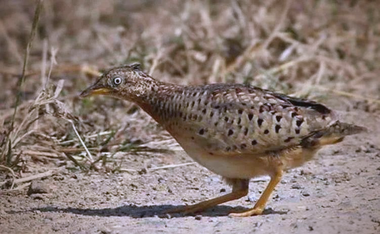 贵州深山神秘声响实际上是黄脚三趾鹑的鸣叫