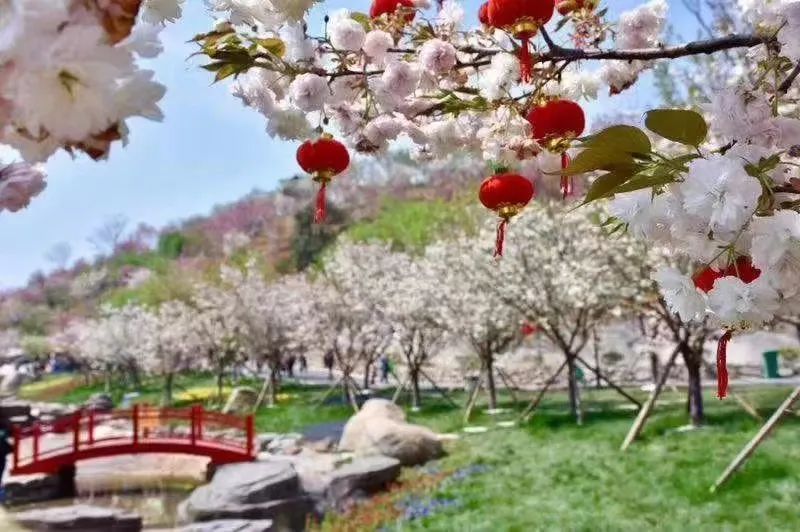 浔龙河樱花谷樱花节图片