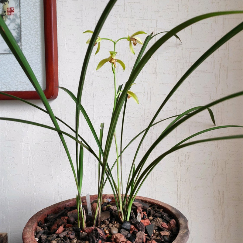 不长芽的兰花老芦头,做好4个要点,很快就冒芽