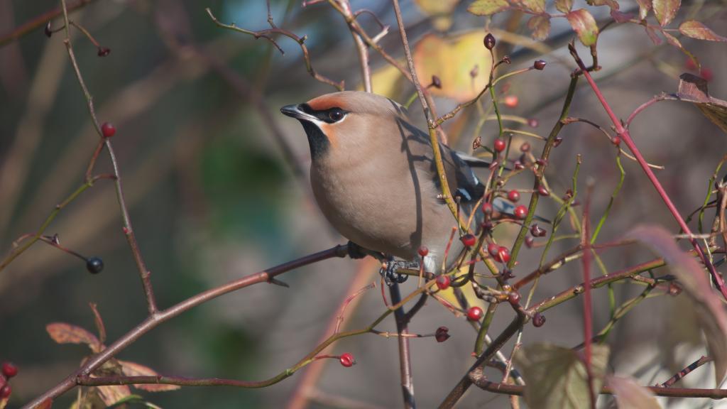 抖音最火说说短语