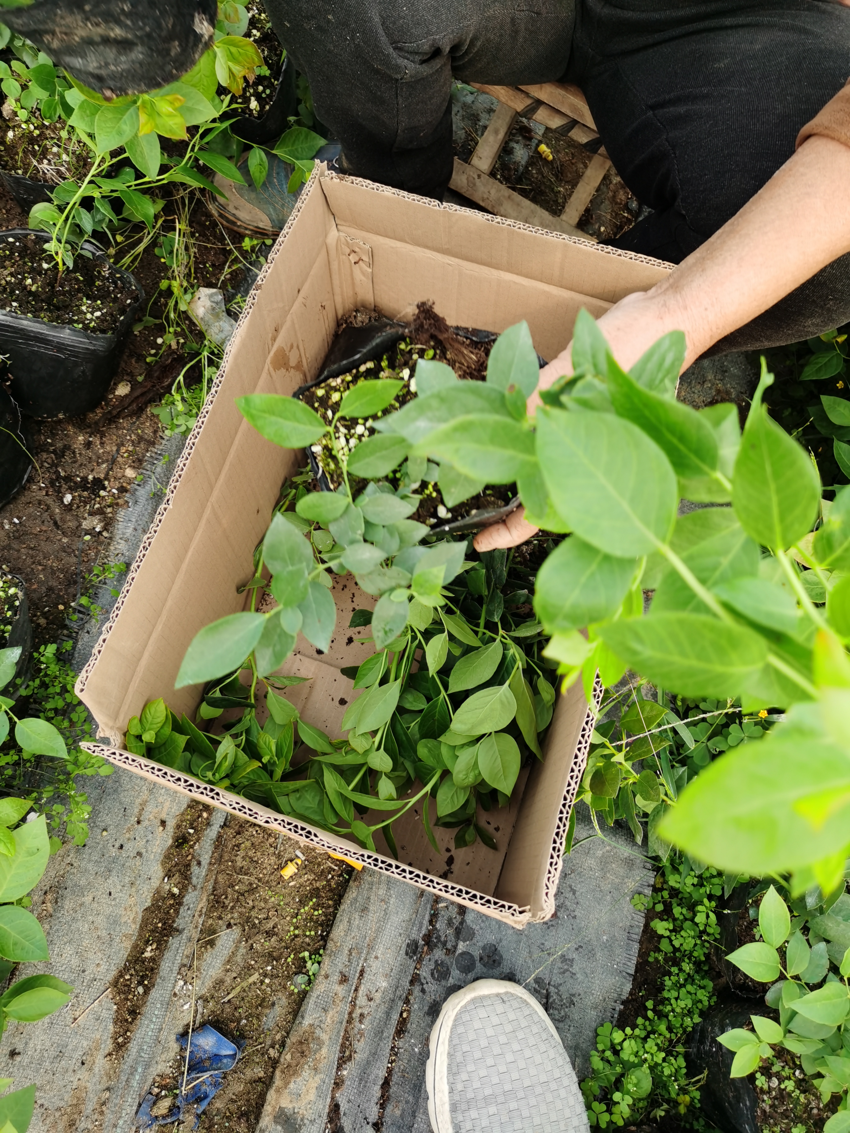 一起了解奥尼尔蓝莓苗与夏普蓝蓝莓苗 1年生奥尼尔蓝莓苗价格