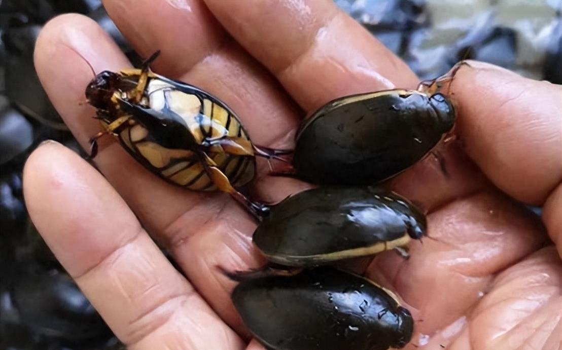 一虫难求!广东水蟑螂400一斤,外地人看反胃,为何广东人爱吃?