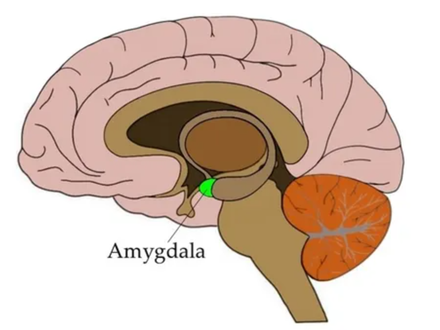 杏仁核小知识结果发现,aod 得分和杏仁核(amygdala)
