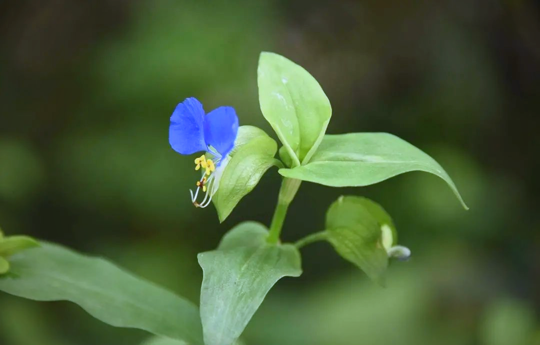 农村常见野草饭包草,叶子似竹叶,拥有多重神奇功效