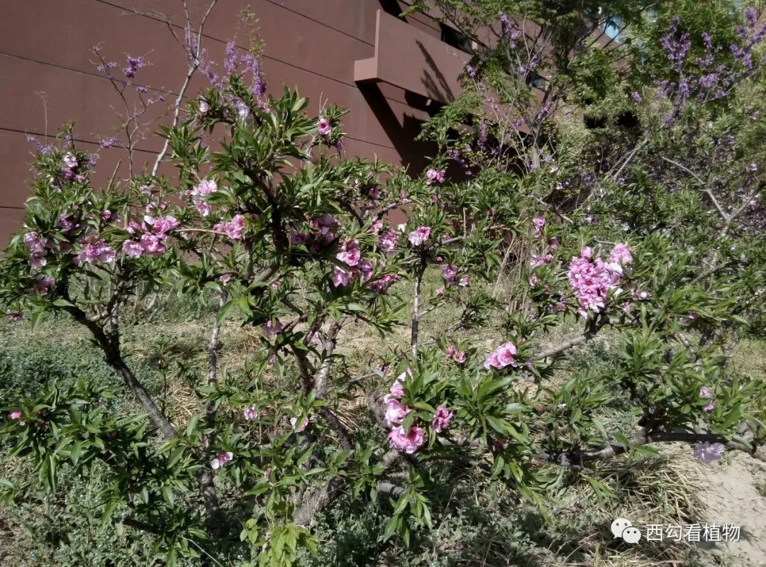 北京的桃花:寿星桃