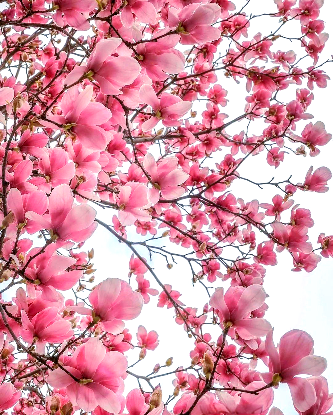 木兰花:平凡中的非凡魅力