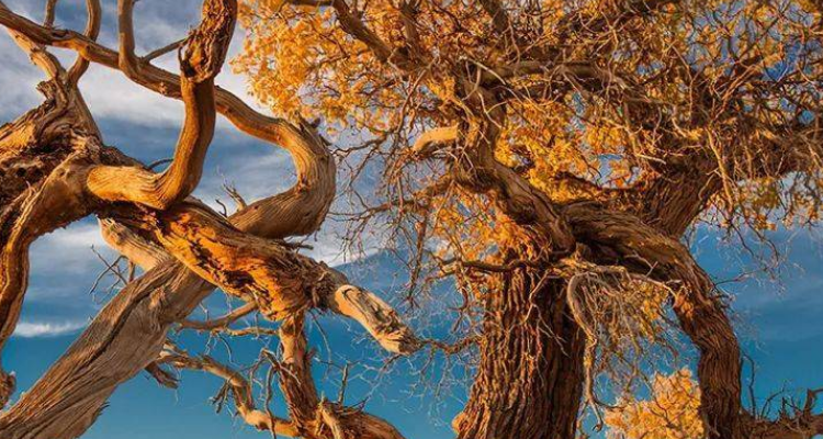 胡叶树是—种什么树