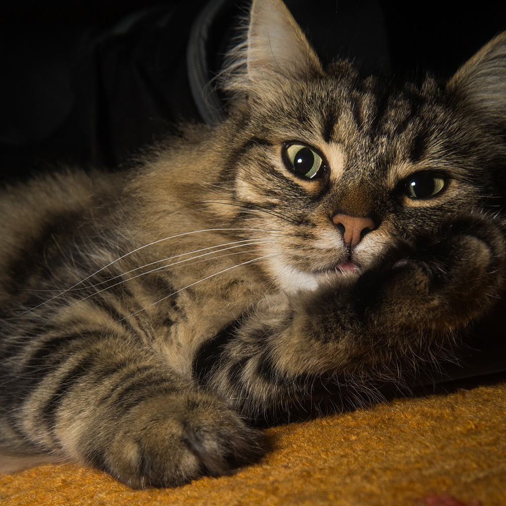 小猫咪最可爱了