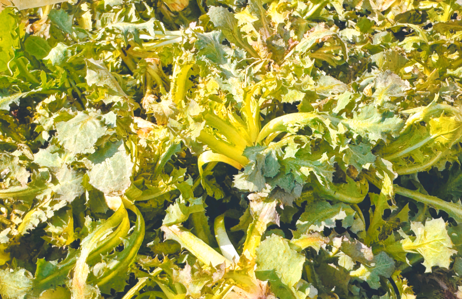 本溪春天山野菜全攻略:尝鲜与健康兼备