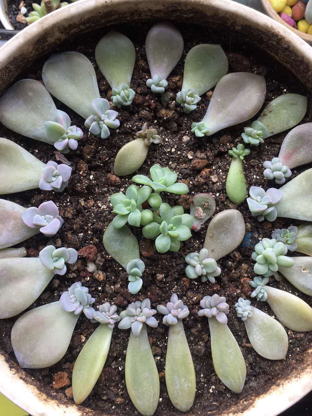 多肉土 - 热门商品专区