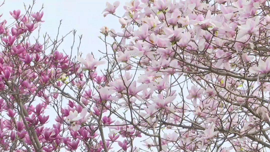 那些花儿都开了~小宝带你宅家云游淞南公园