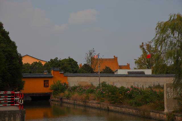 编号388百年古银杏,上海嘉定华亭镇华藏寺,始建于明代,狄仁杰