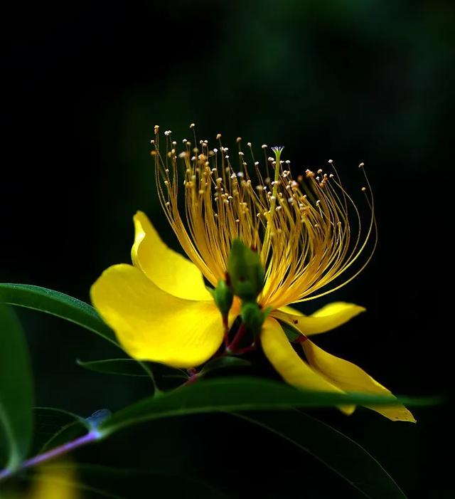 金丝桃壁纸,其花盛开时如轻烟萦绕,引人入胜