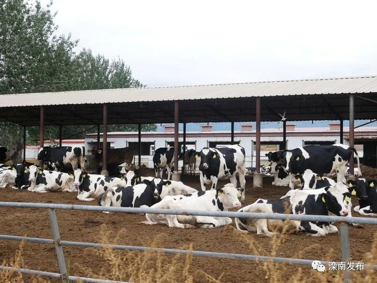 滦南县农业农村局赴北京奶牛中心对接项目并学习观摩!