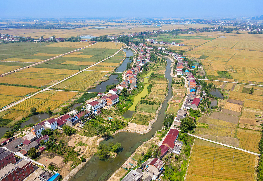 安徽庐江:小满时节 "丰"景如画