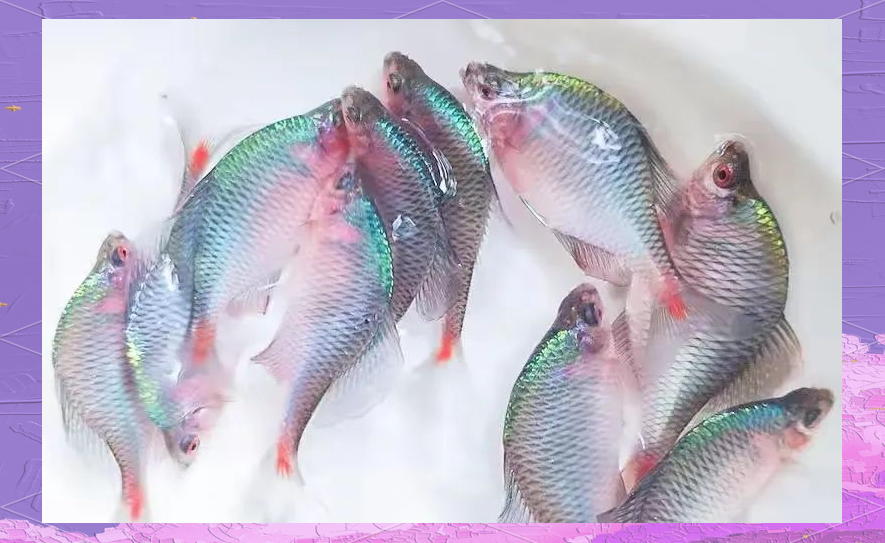 农村的"屎光皮"鱼:从无人问津到市场香饽饽的变迁