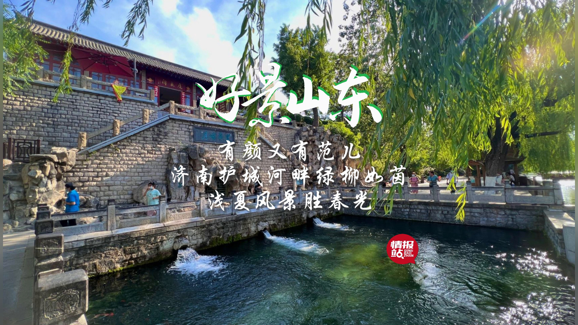 5月8日最佳情报|济南护城河绿柳如茵,趵突泉满目皆绿!恭喜