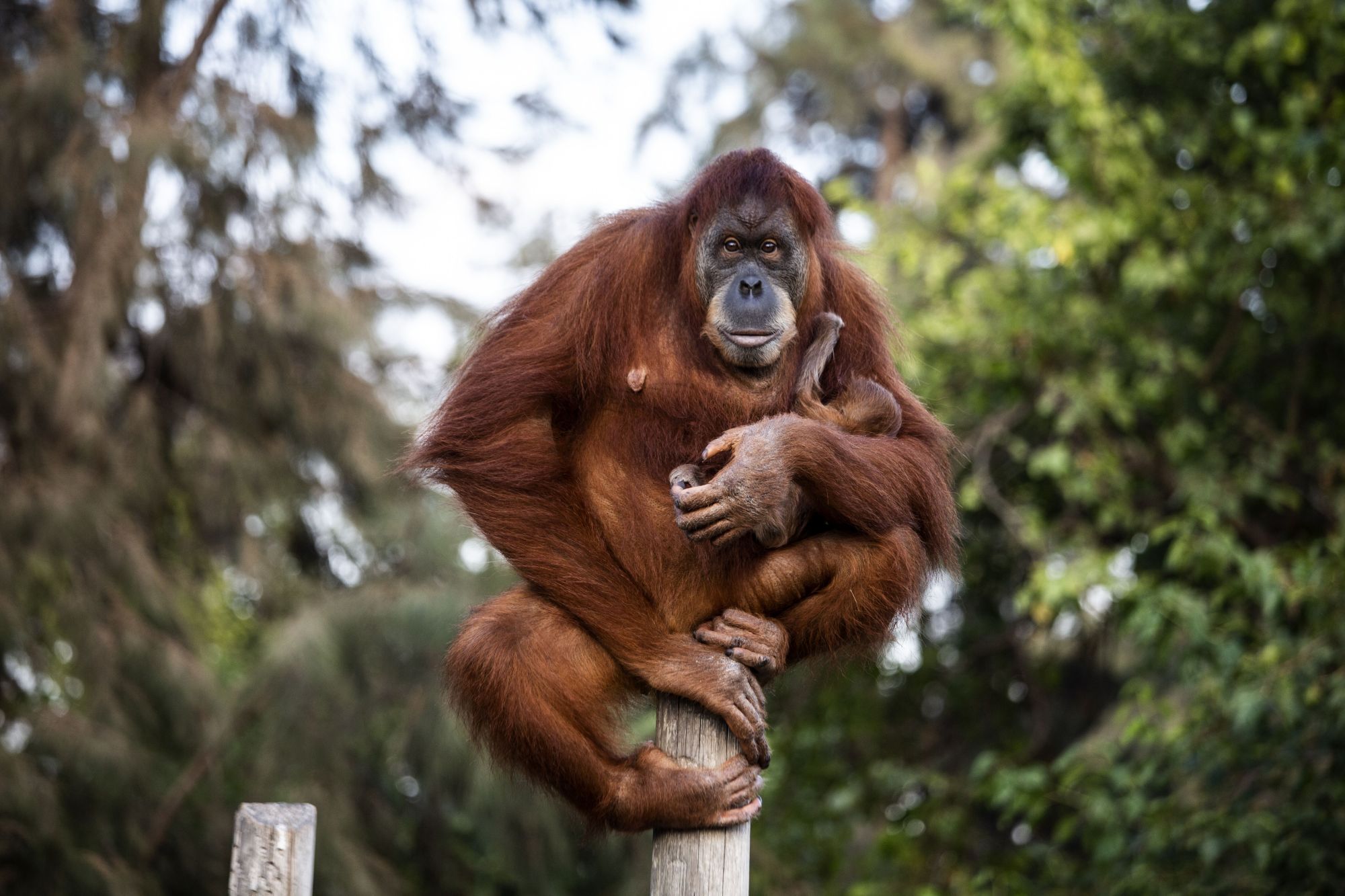 (11)新生红毛猩猩