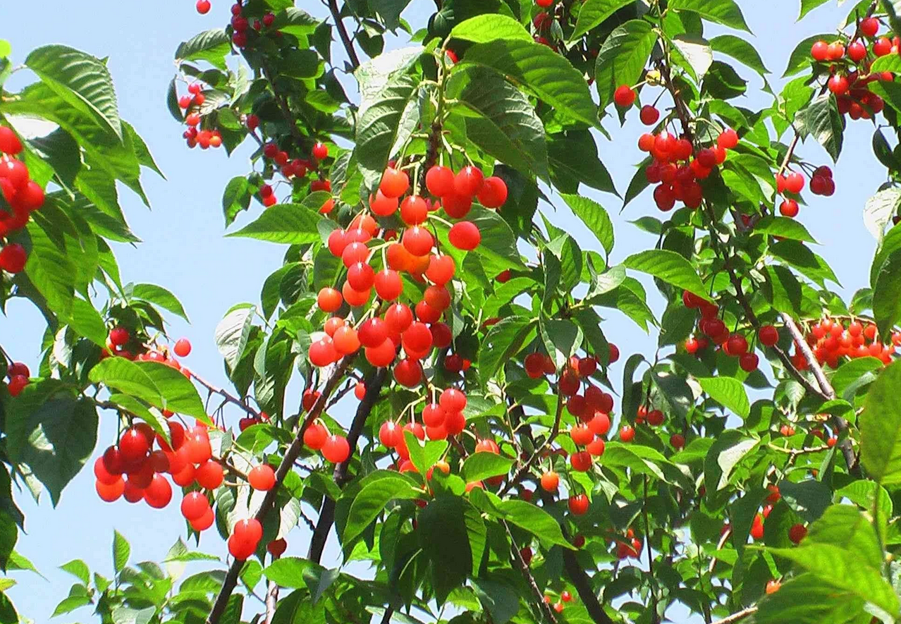 十堰最全樱桃采摘攻略请拿好!