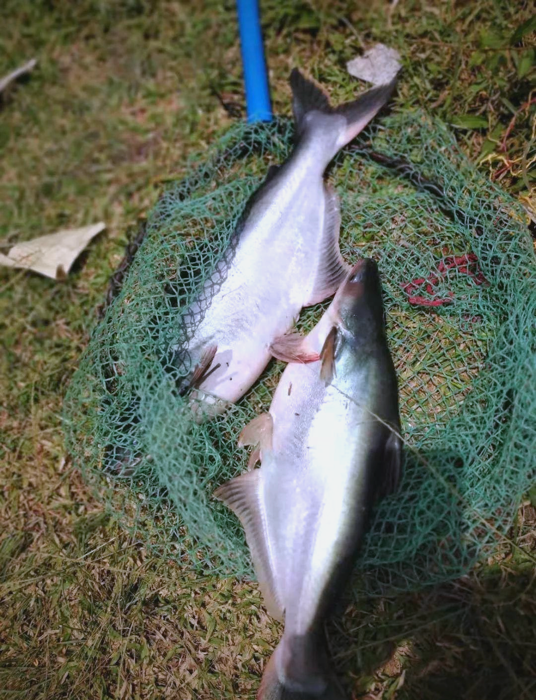 淡水鲨鱼(巴沙鱼)的多种种类介绍
