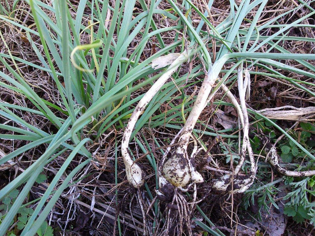 大量野生小蒜如何储藏