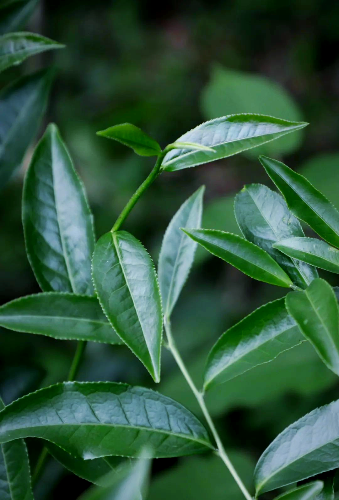 茶叶有点涩（茶叶有点涩嘴）