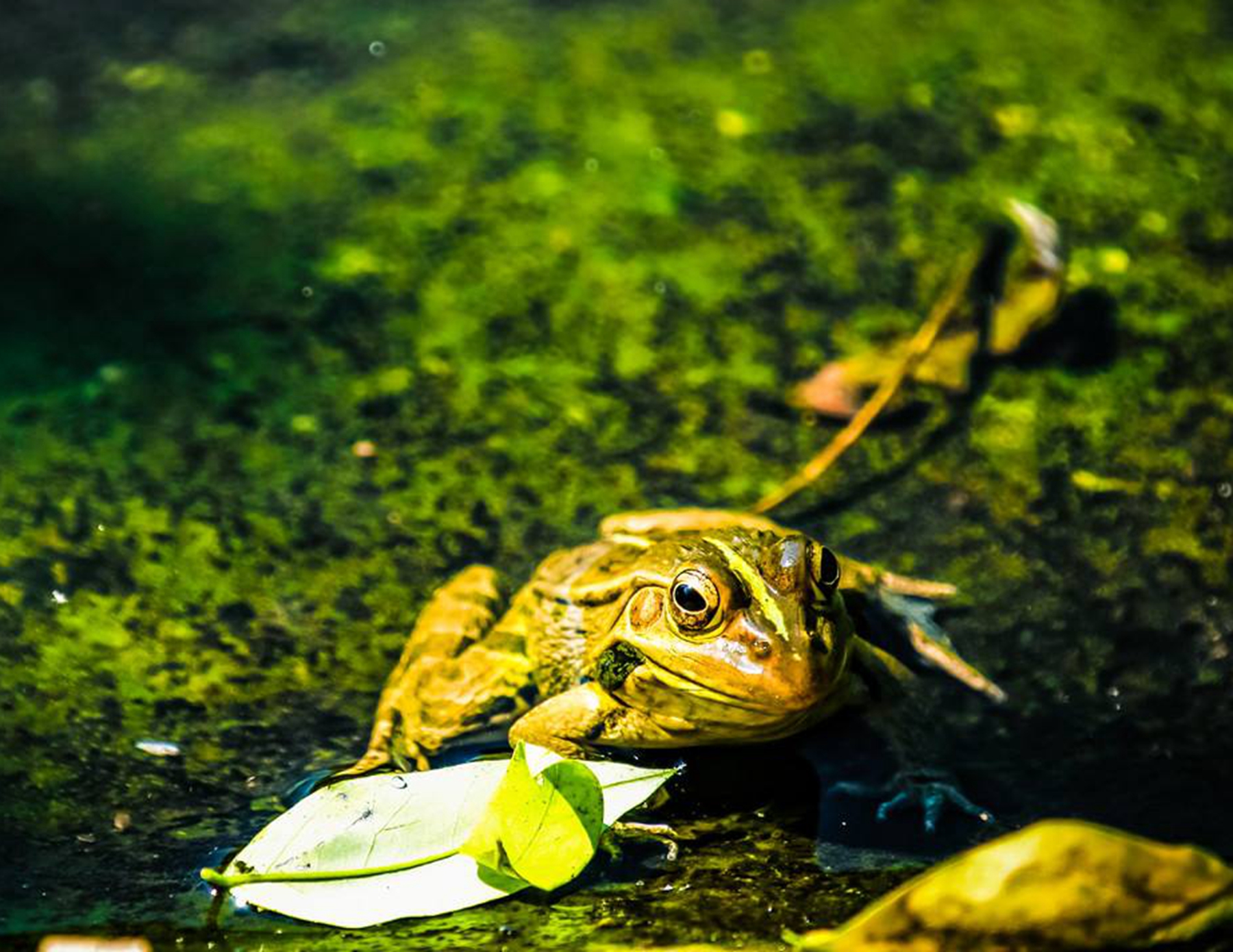 刚变成的小青蛙怎么养?青蛙可以在水里呼吸吗?
