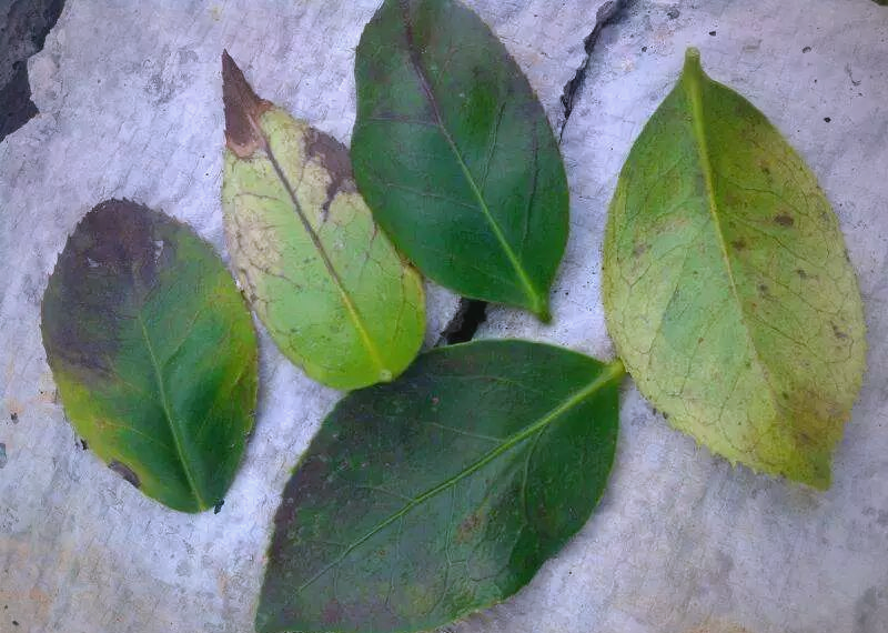 原色花卉病害虫百科 6 茶花常见病虫害及防治方法，保障茶花健康生长